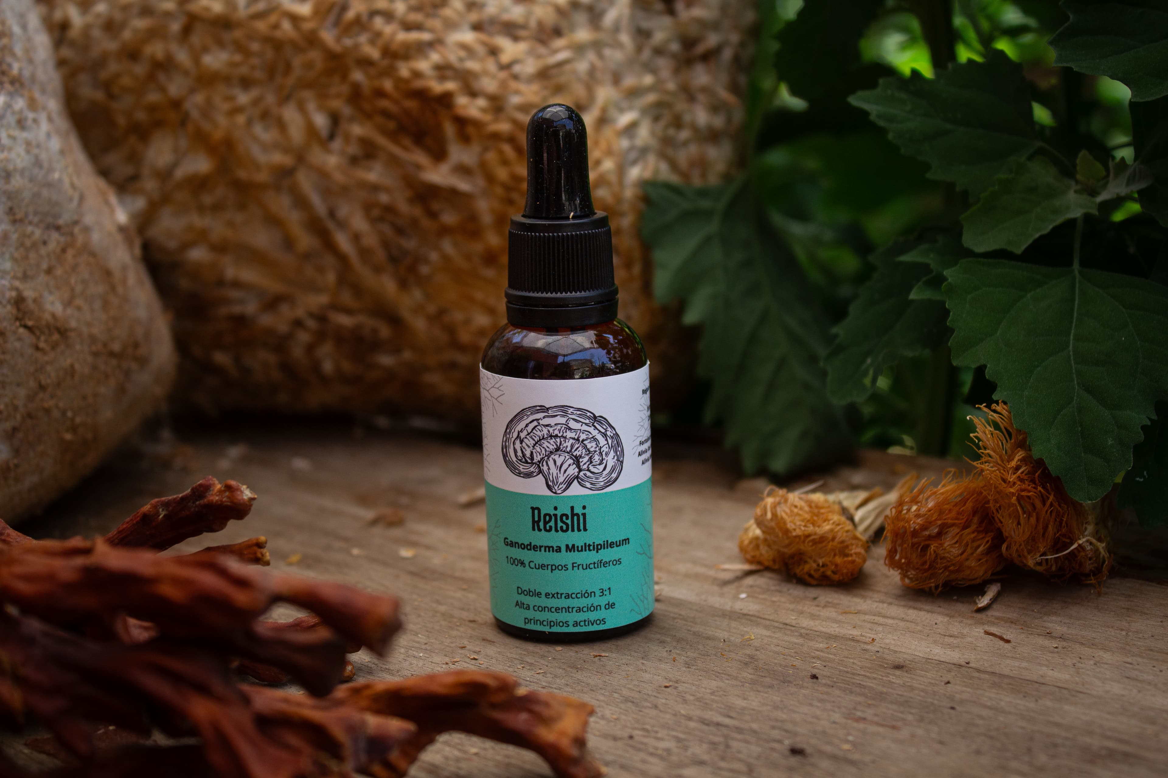 Extracto Reishi/ Ganoderma multipileum