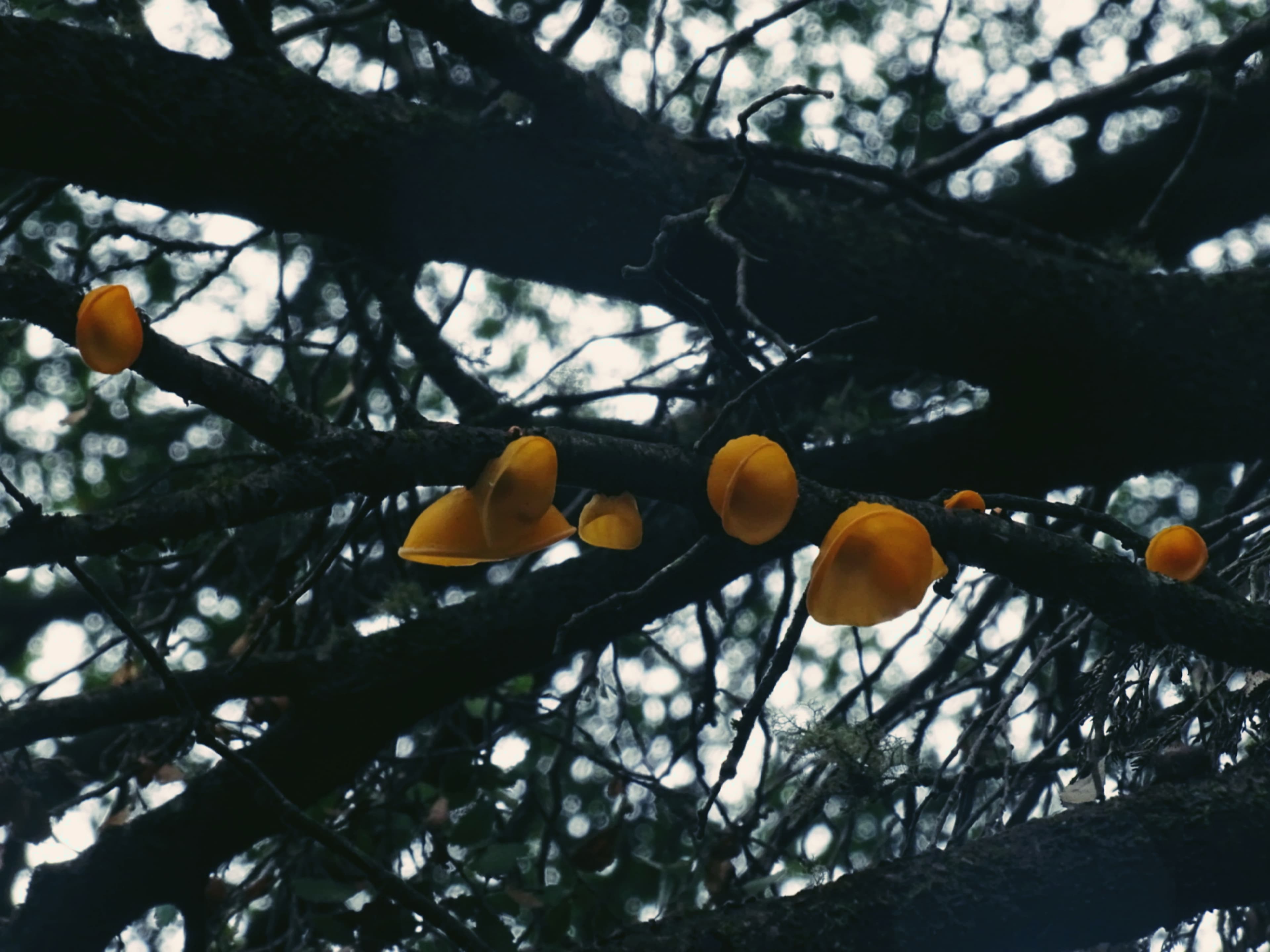 Kombucha Maracuyá Hierba Luisa Cordyceps
